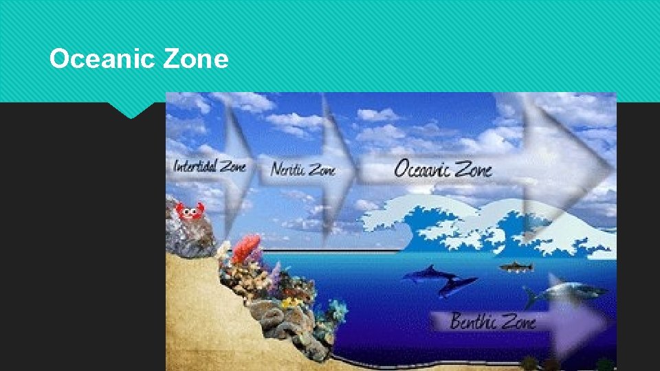 Oceanic Zone 