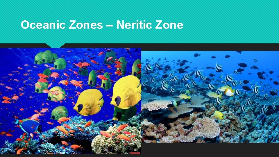 Oceanic Zones – Neritic Zone 