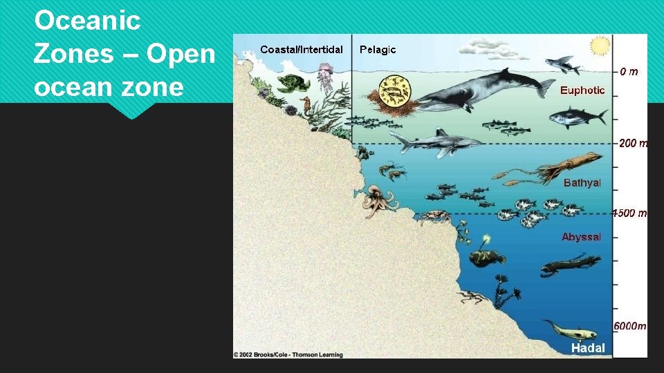 Oceanic Zones – Open ocean zone 
