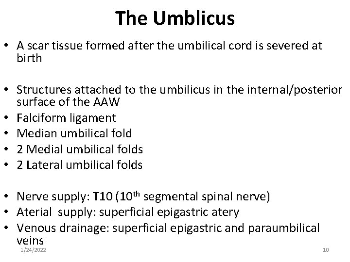 The Umblicus • A scar tissue formed after the umbilical cord is severed at