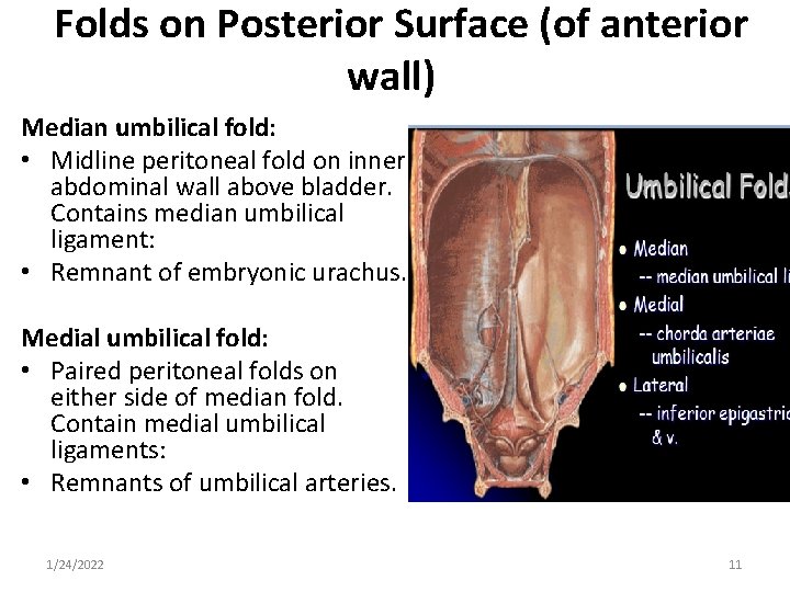 Folds on Posterior Surface (of anterior wall) Median umbilical fold: • Midline peritoneal fold