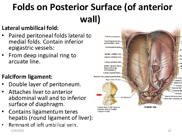 Folds on Posterior Surface (of anterior wall) Lateral umbilical fold: • Paired peritoneal folds