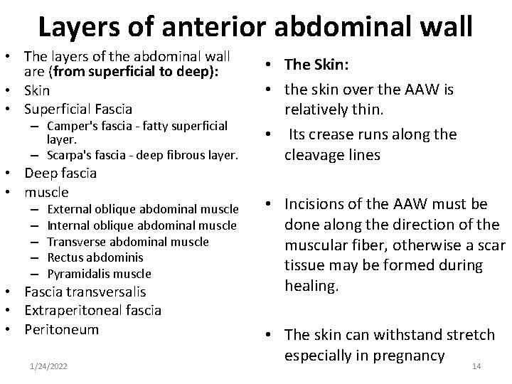 Layers of anterior abdominal wall • The layers of the abdominal wall are (from