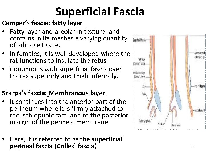 Superficial Fascia Camper’s fascia: fatty layer • Fatty layer and areolar in texture, and