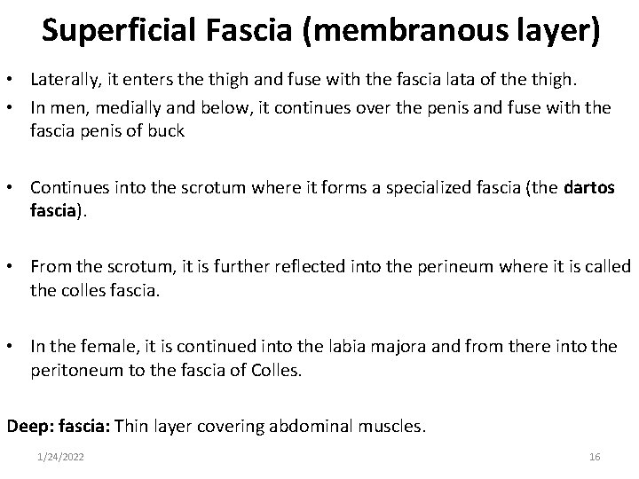 Superficial Fascia (membranous layer) • Laterally, it enters the thigh and fuse with the
