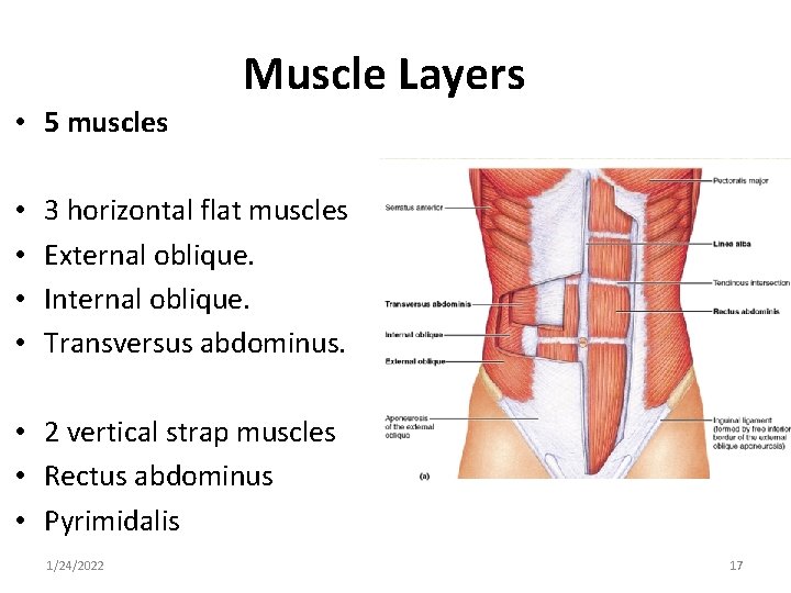  • 5 muscles • • Muscle Layers 3 horizontal flat muscles External oblique.
