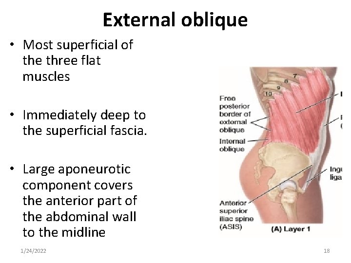 External oblique • Most superficial of the three flat muscles • Immediately deep to