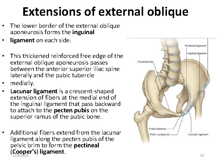 Extensions of external oblique • The lower border of the external oblique aponeurosis forms