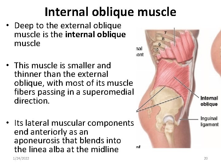 Internal oblique muscle • Deep to the external oblique muscle is the internal oblique