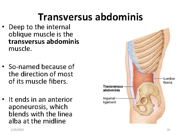Transversus abdominis • Deep to the internal oblique muscle is the transversus abdominis muscle.
