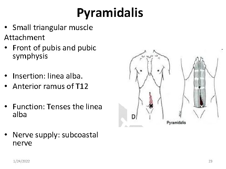 Pyramidalis • Small triangular muscle Attachment • Front of pubis and pubic symphysis •