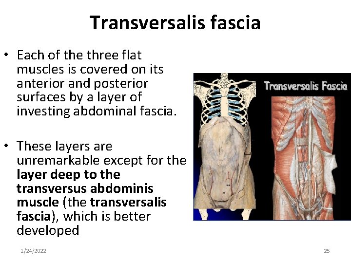 Transversalis fascia • Each of the three flat muscles is covered on its anterior