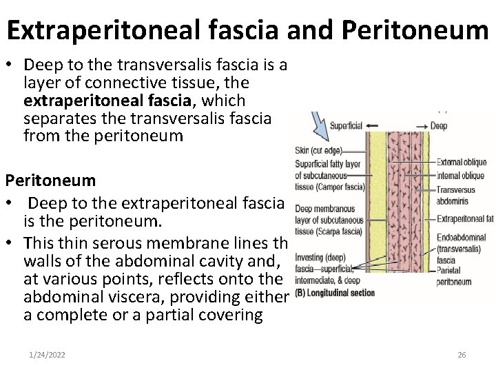 Extraperitoneal fascia and Peritoneum • Deep to the transversalis fascia is a layer of