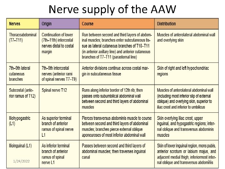 Nerve supply of the AAW 1/24/2022 28 