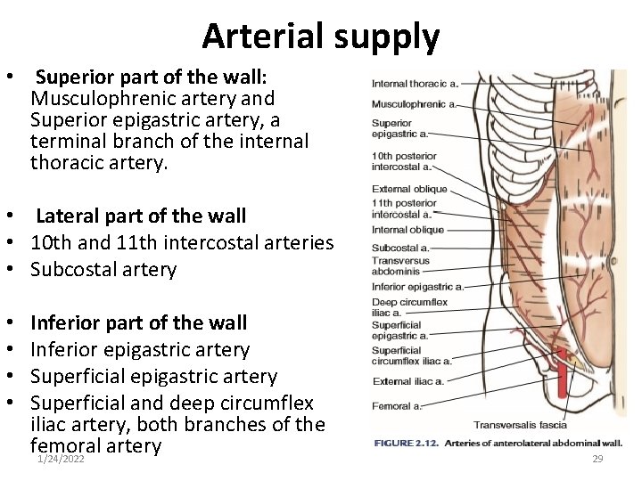 Arterial supply • Superior part of the wall: Musculophrenic artery and Superior epigastric artery,