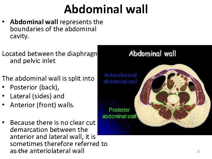 Abdominal wall • Abdominal wall represents the boundaries of the abdominal cavity. Located between
