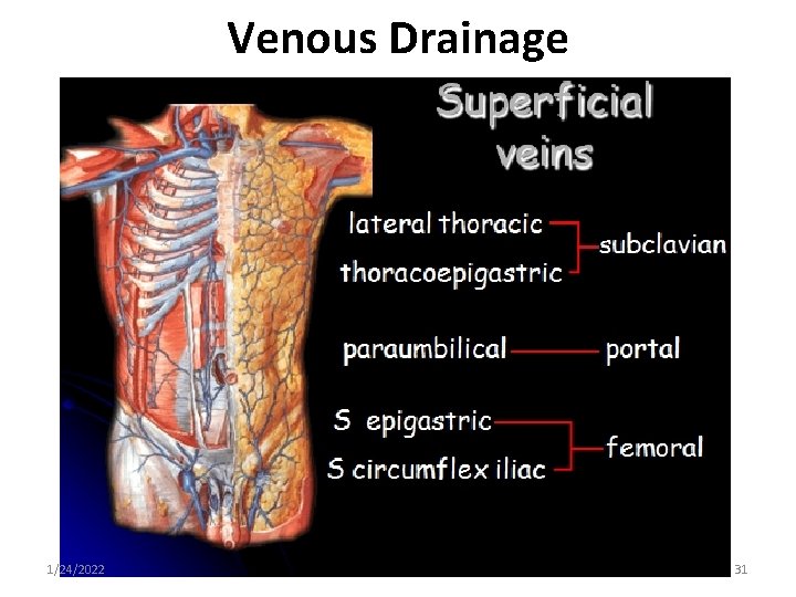 Venous Drainage 1/24/2022 31 