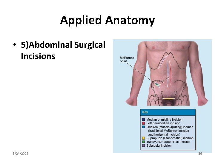 Applied Anatomy • 5)Abdominal Surgical Incisions 1/24/2022 36 