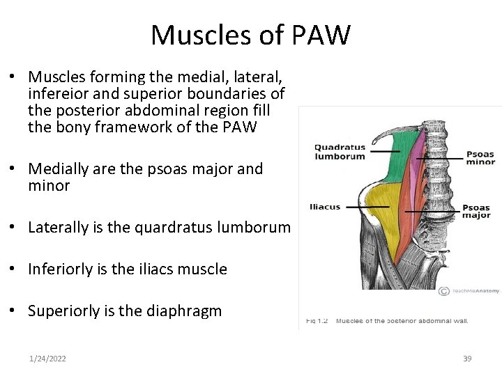 Muscles of PAW • Muscles forming the medial, lateral, infereior and superior boundaries of