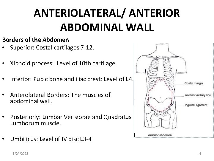 ANTERIOLATERAL/ ANTERIOR ABDOMINAL WALL Borders of the Abdomen • Superior: Costal cartilages 7 -12.