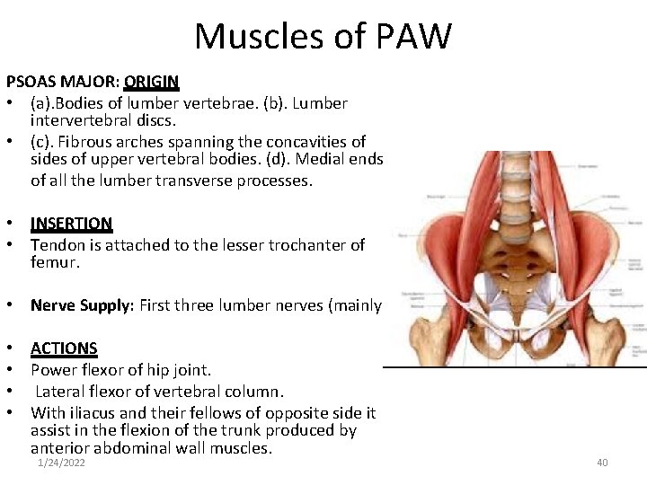 Muscles of PAW PSOAS MAJOR: ORIGIN • (a). Bodies of lumber vertebrae. (b). Lumber