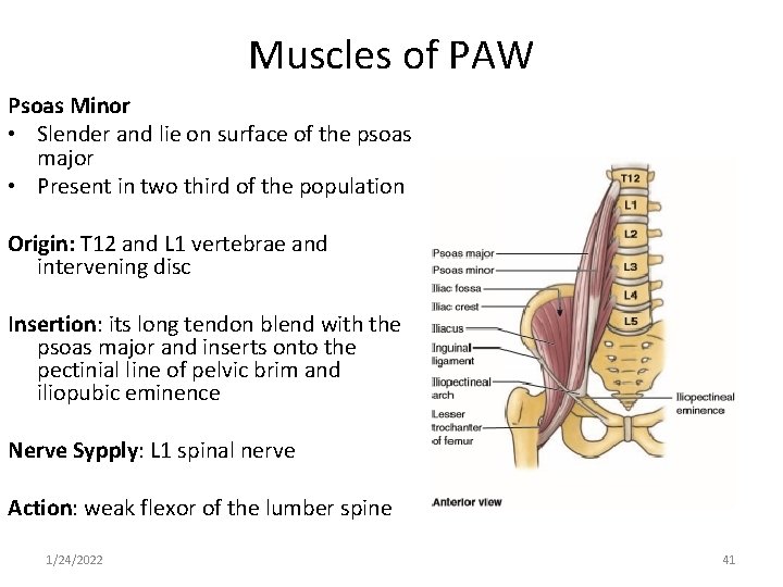 Muscles of PAW Psoas Minor • Slender and lie on surface of the psoas