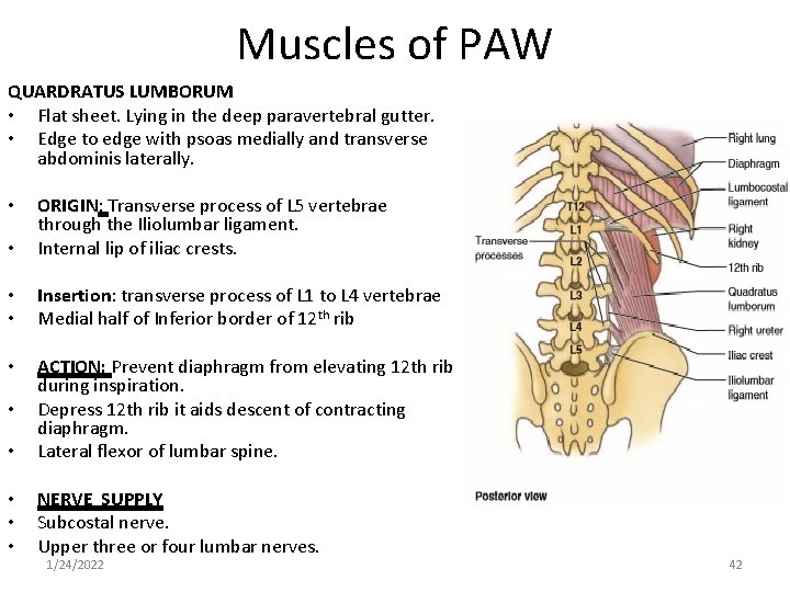 Muscles of PAW QUARDRATUS LUMBORUM • Flat sheet. Lying in the deep paravertebral gutter.
