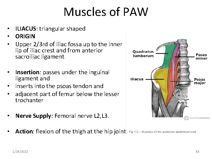 Muscles of PAW • ILIACUS: triangular shaped • ORIGIN • Upper 2/3 rd of