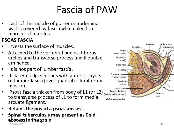 Fascia of PAW • Each of the muscle of posterior abdominal wall is covered