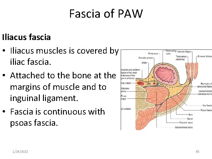 Fascia of PAW Iliacus fascia • Iliacus muscles is covered by iliac fascia. •