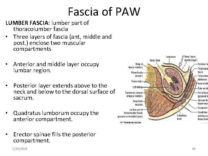 Fascia of PAW LUMBER FASCIA: lumber part of thoracolumber fascia • Three layers of