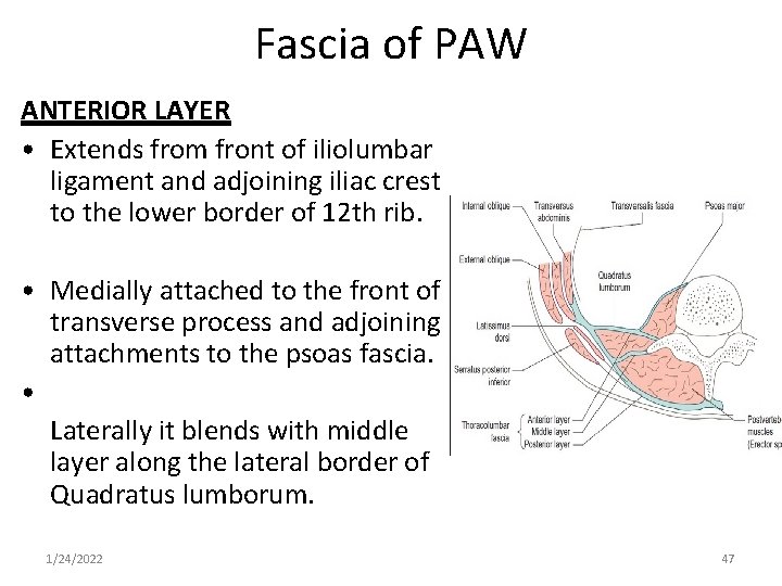 Fascia of PAW ANTERIOR LAYER • Extends from front of iliolumbar ligament and adjoining