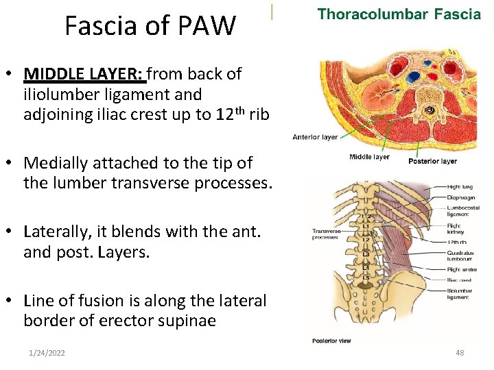 Fascia of PAW • MIDDLE LAYER: from back of iliolumber ligament and adjoining iliac