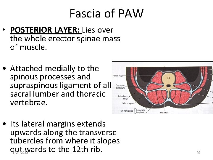 Fascia of PAW • POSTERIOR LAYER: Lies over the whole erector spinae mass of