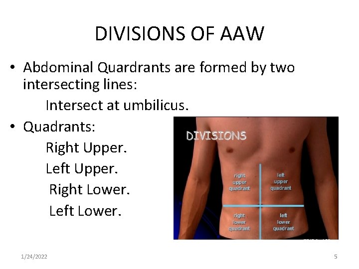 DIVISIONS OF AAW • Abdominal Quardrants are formed by two intersecting lines: Intersect at