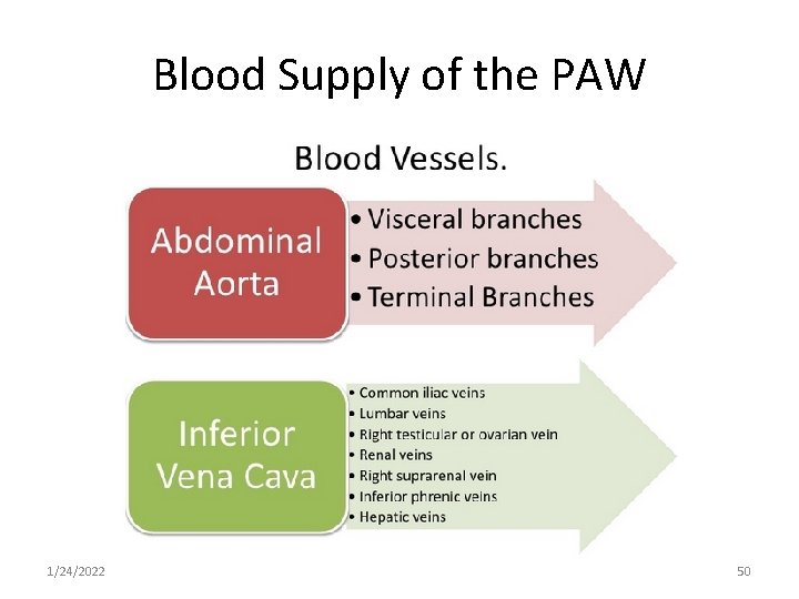 Blood Supply of the PAW 1/24/2022 50 