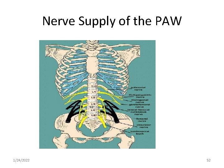 Nerve Supply of the PAW 1/24/2022 52 