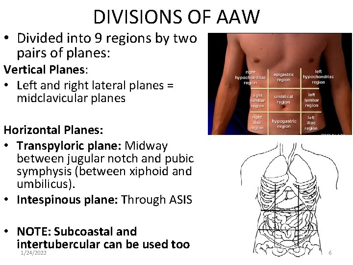 DIVISIONS OF AAW • Divided into 9 regions by two pairs of planes: Vertical