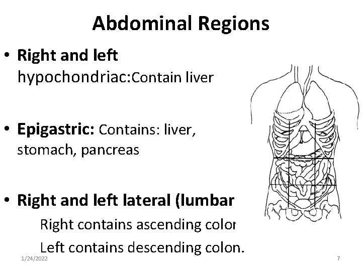 Abdominal Regions • Right and left hypochondriac: Contain liver • Epigastric: Contains: liver, stomach,