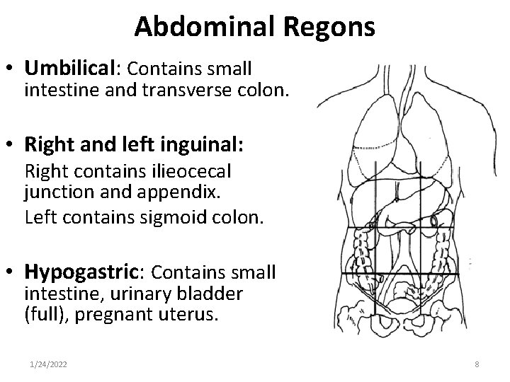 Abdominal Regons • Umbilical: Contains small intestine and transverse colon. • Right and left