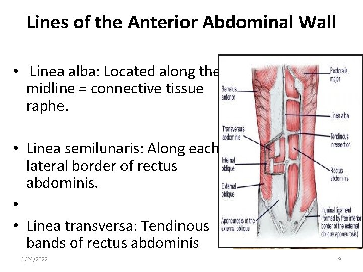 Lines of the Anterior Abdominal Wall • Linea alba: Located along the midline =