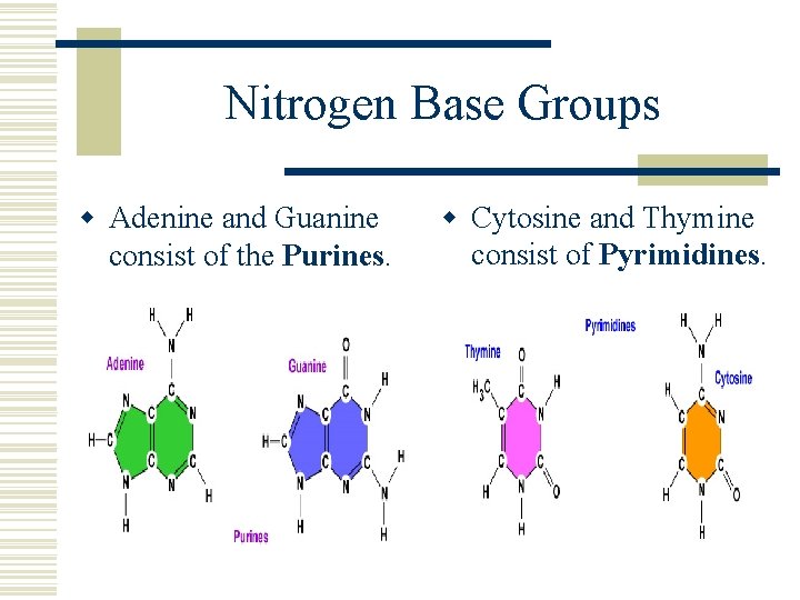 Nitrogen Base Groups w Adenine and Guanine consist of the Purines. w Cytosine and