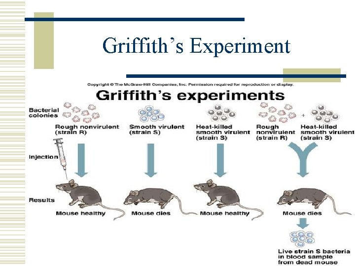 Griffith’s Experiment 