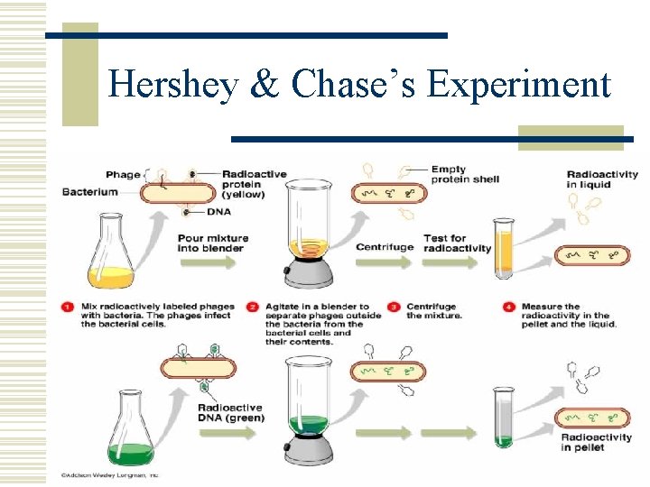 Hershey & Chase’s Experiment 