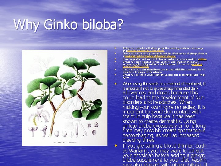 Why Ginko biloba? • • Ginkgo has potential antioxidant properties reducing oxidative cell damage