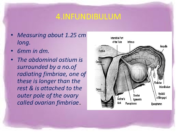 4. INFUNDIBULUM • Measuring about 1. 25 cm long. • 6 mm in dm. 4. INFUNDIBULUM • Measuring about 1. 25 cm long. • 6 mm in dm.