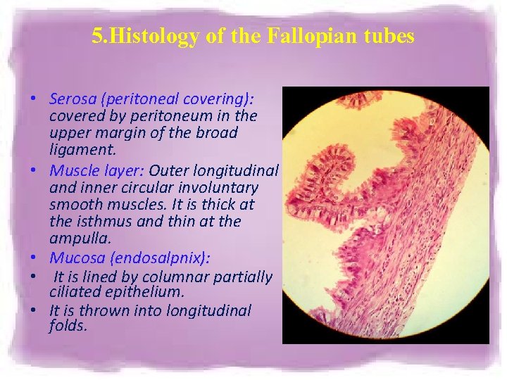 5. Histology of the Fallopian tubes • Serosa (peritoneal covering): covered by peritoneum in 5. Histology of the Fallopian tubes • Serosa (peritoneal covering): covered by peritoneum in