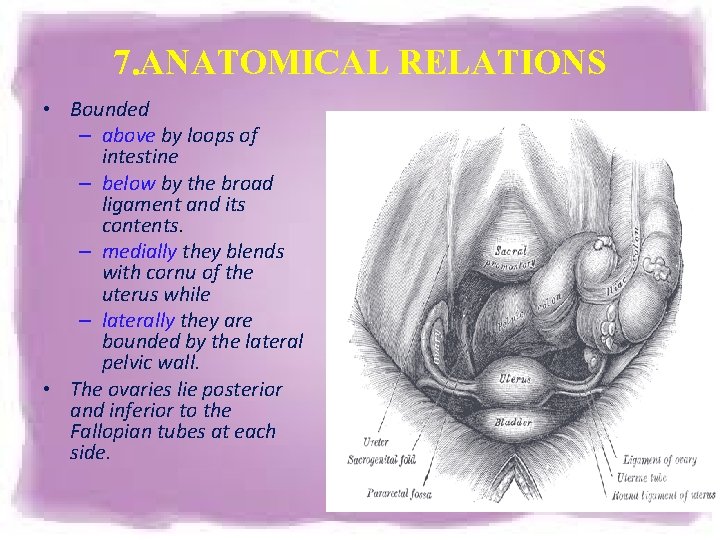7. ANATOMICAL RELATIONS • Bounded – above by loops of intestine – below by 7. ANATOMICAL RELATIONS • Bounded – above by loops of intestine – below by