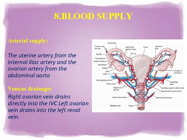 8. BLOOD SUPPLY Arterial supply: The uterine artery from the internal iliac artery and 8. BLOOD SUPPLY Arterial supply: The uterine artery from the internal iliac artery and