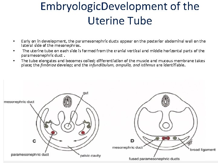 Embryologic. Development of the Uterine Tube • • • Early on in development, the Embryologic. Development of the Uterine Tube • • • Early on in development, the